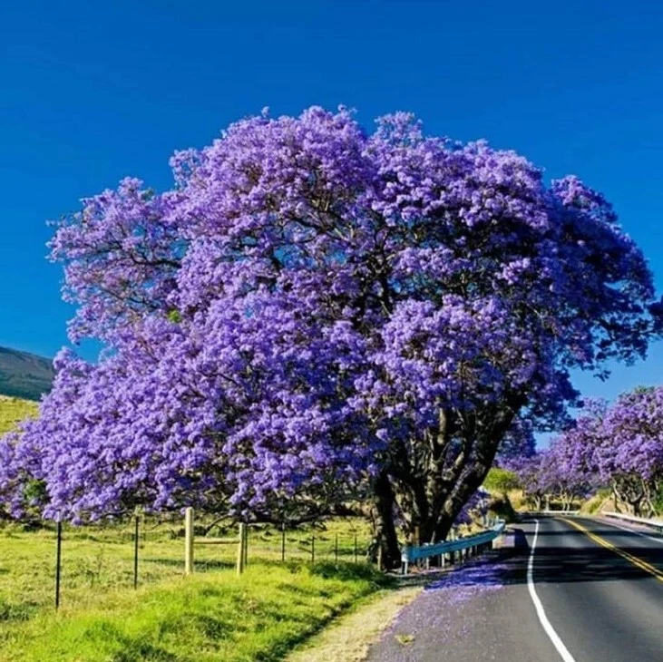 Blue Jacaranda Tree Jacaranda Mimosifolia Live Plant 1 Year Old 8–10 Inch Tall Ornamental Tree