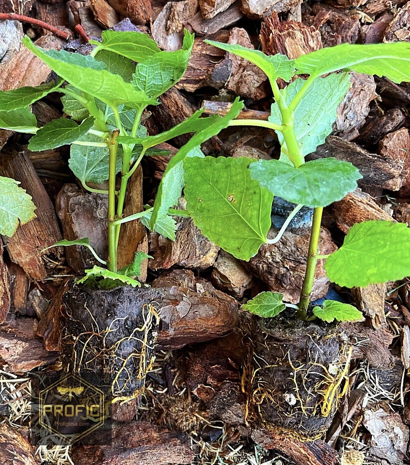 Yellow Long Neck Fig Tree Plant – Live Ficus Carica Cultivar, Fruit Fig Starter Plant for Garden or Container