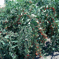 Goji Berry Cuttings – Lot of 20 Fresh Unrooted Lycium barbarum Cuttings for Propagation, Outdoor Berry Shrub