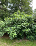 LSU Champagne Fig Cutting Cold Hardy Variety, Fresh Fig Tree Cutting for Rooting and Home Orchard Growing