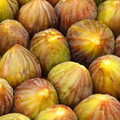 Brown Turkey Fig Unrooted Cuttings – 4 Ficus carica Cuttings 6–8 Inch for Propagation, Fig Tree Scions