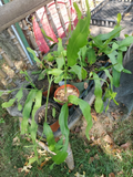 Night Blooming Cereus Cuttings Epiphyllum oxypetalum, Long Orchid Cactus Cuttings for Indoor Growing Set of 5