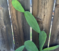 Opuntia Ficus Indica Prickly Pear Cactus Pads Live, 5 Unrooted Pads for Propagation