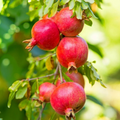 Wonderful Pomegranate Cuttings – 5 Unrooted Cuttings 8–10 Inches Long, Punica granatum Fruit Tree for Propagation