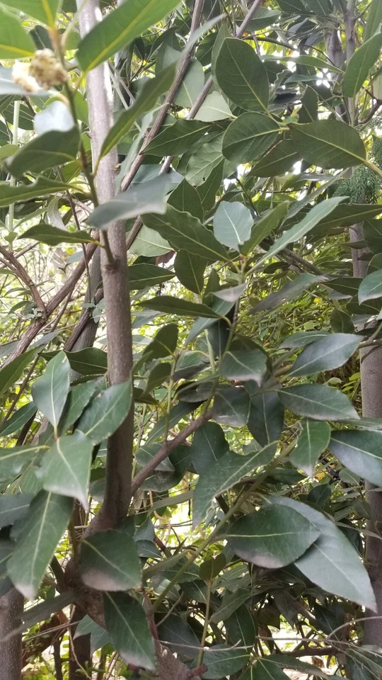 Bay Laurel Tree Cuttings – 10 Live Laurus Nobilis Stem Cuttings for Propagation and Garden Planting