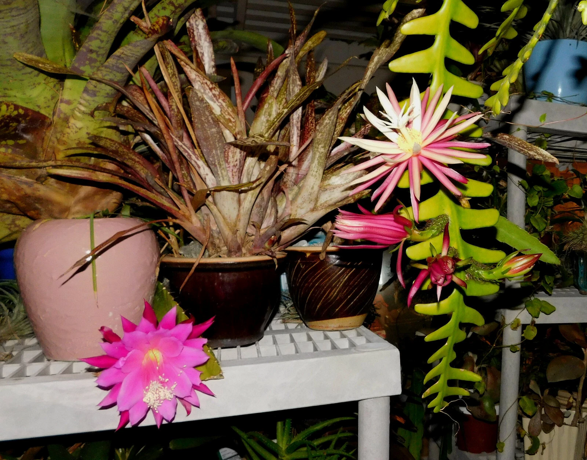 Zig Zag Cactus Cuttings – Cryptocereus Selenicereus anthonyanus, 2 Large Unrooted Fishbone Cactus Segments