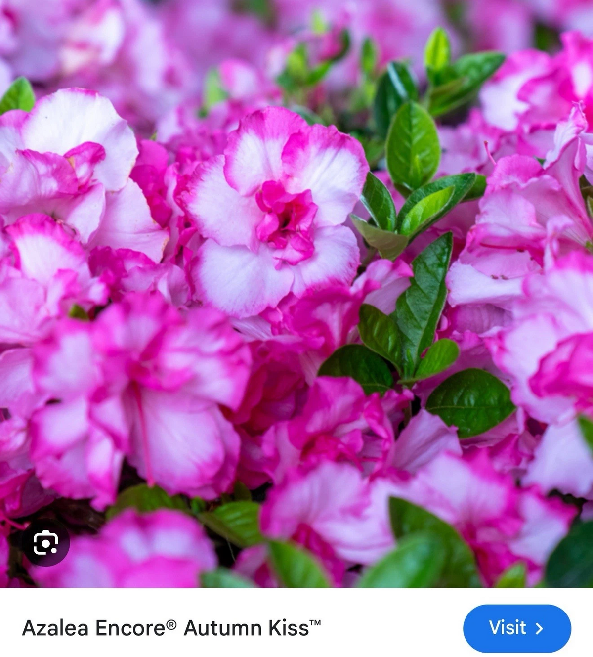 Encore Azalea ‘Autumn Kiss’ Starter Plant – Well Rooted Deciduous Azalea, Live Flowering Shrub for Planting