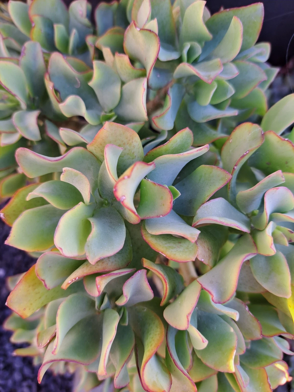 Ripple Jade Cuttings – 5 Crassula Arborescens Undulatifolia Ruffle Jade Cuttings for Indoor Succulent Propagation