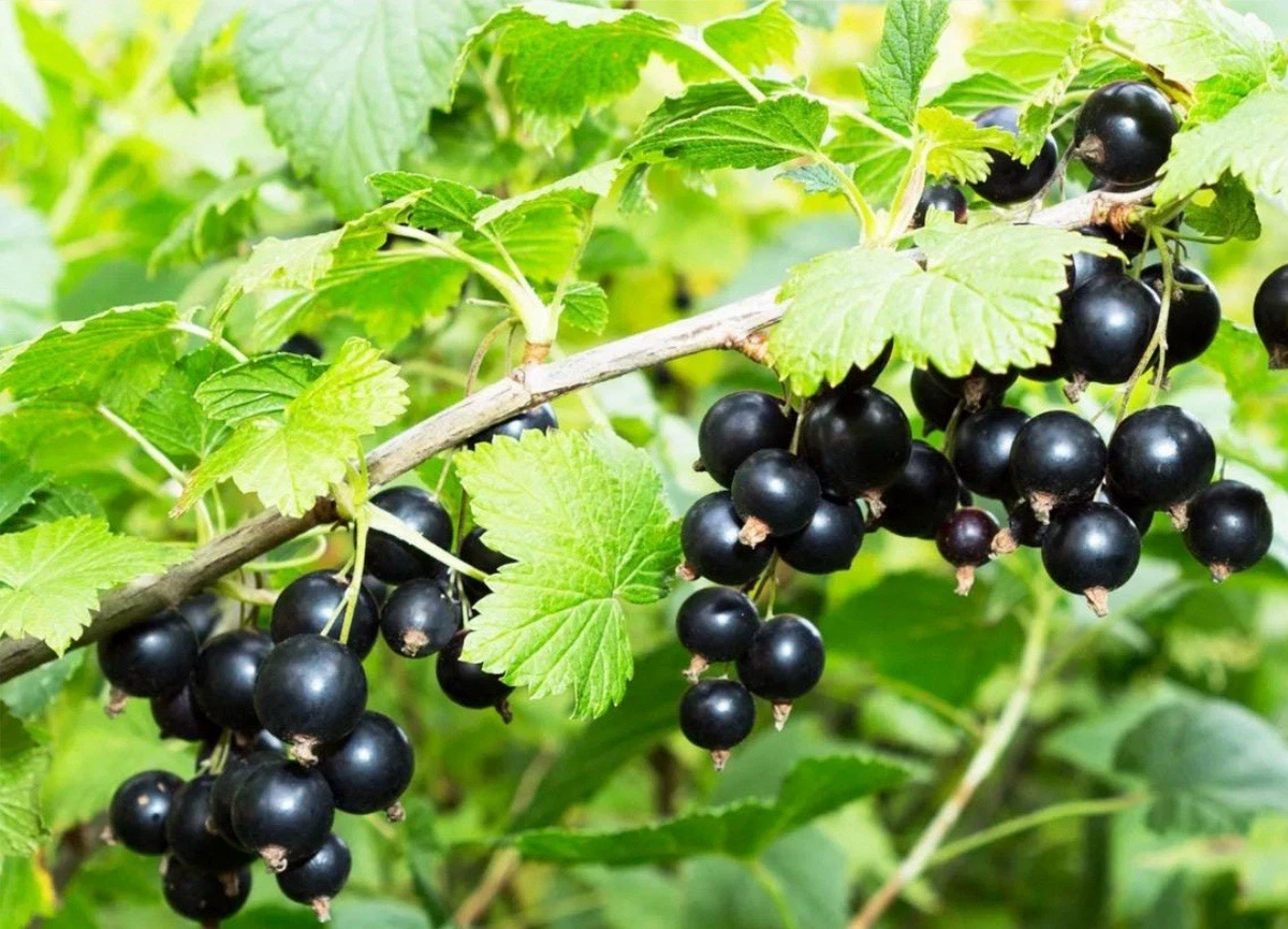 Black Currant Cuttings – 8 Fresh Ribes Nigrum Cuttings 8–10 Inches Long for Propagation and Rooting