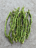 Sweet Potato Slips – 15 Live Rooted Ipomoea Batatas Cuttings Ready for Garden Planting