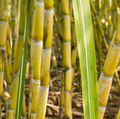 Yellow Sugarcane Plant Cuttings 18 Inch Long with 3–4 Nodes, Saccharum officinarum Live Cane Set of 20