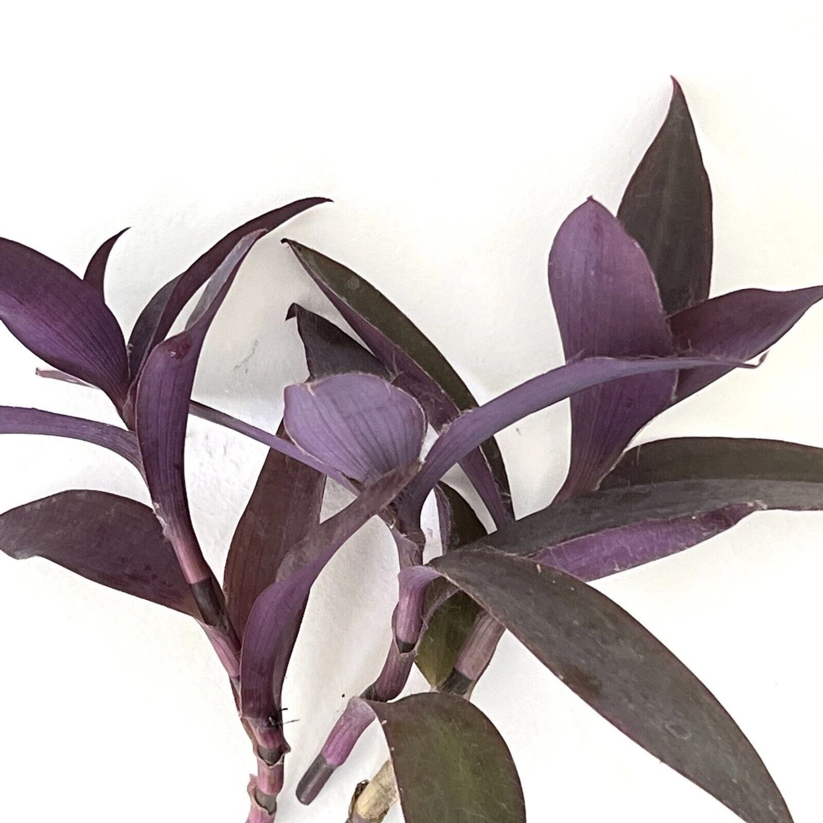 Tradescantia Pallida Purple Heart Live Unrooted Cuttings – Purple Queen Trailing Houseplant (3 Cuttings)