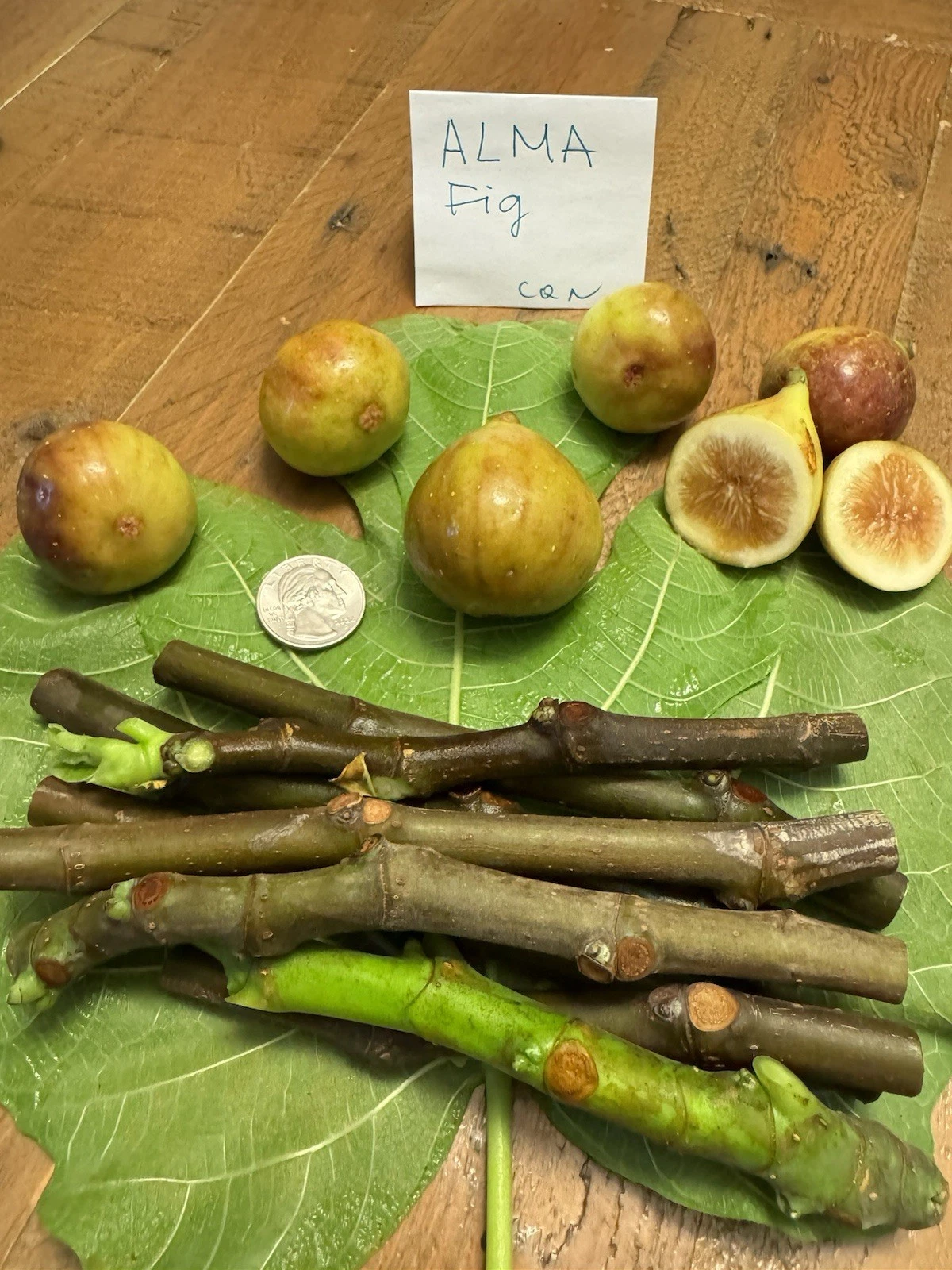 Alma and Desert King Fig Cuttings – 6 Total Cuttings, Ficus carica Fruit Tree Varieties for Propagation