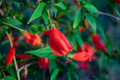 Red Turk’s Cap Cuttings – 6 Live Unrooted Malvaviscus Arboreus Stems, Sleeping Hibiscus for Garden Propagation