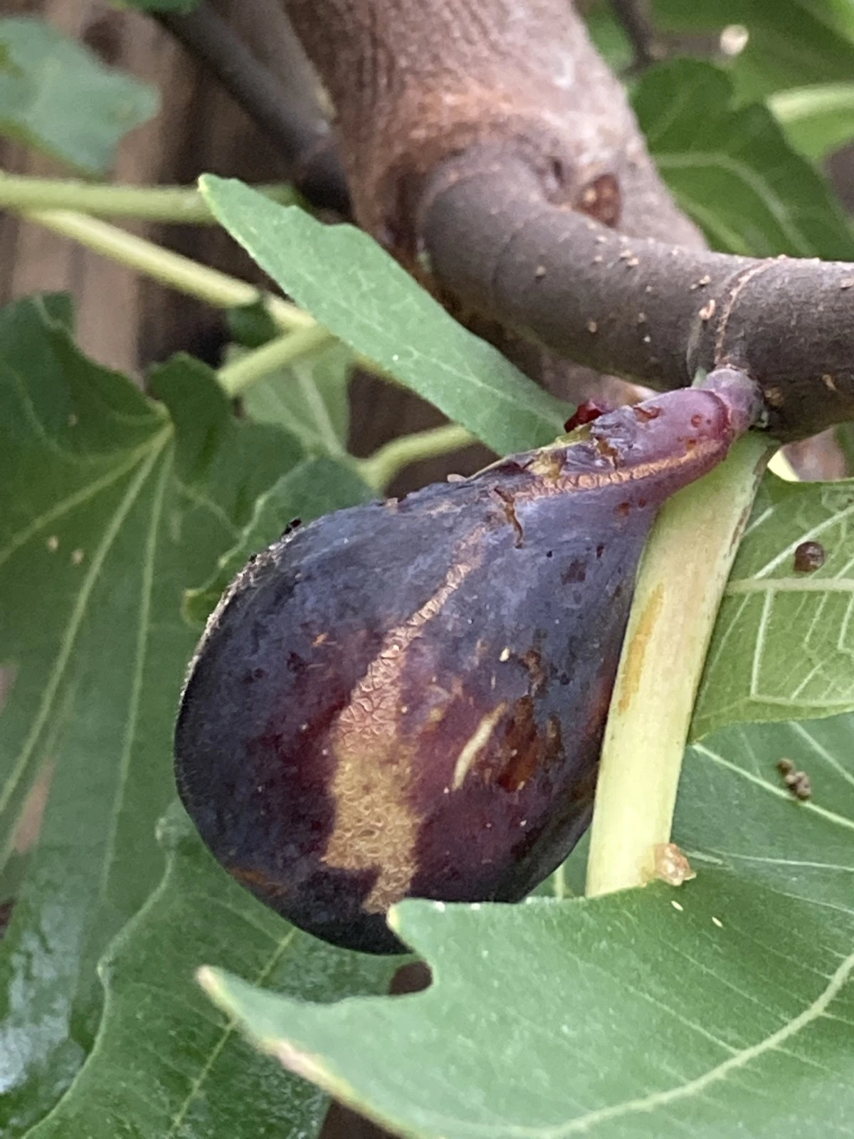 Greek Isles Black Jack Fig Tree Cuttings – 10 Unrooted Ficus carica Scions for Propagation, Garden Fruit Tree