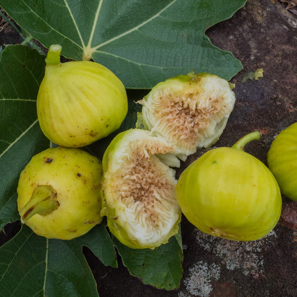 White Marseille Fig Tree Cuttings – 2 Unrooted Ficus carica Scions with Willow Water Rooting Soak