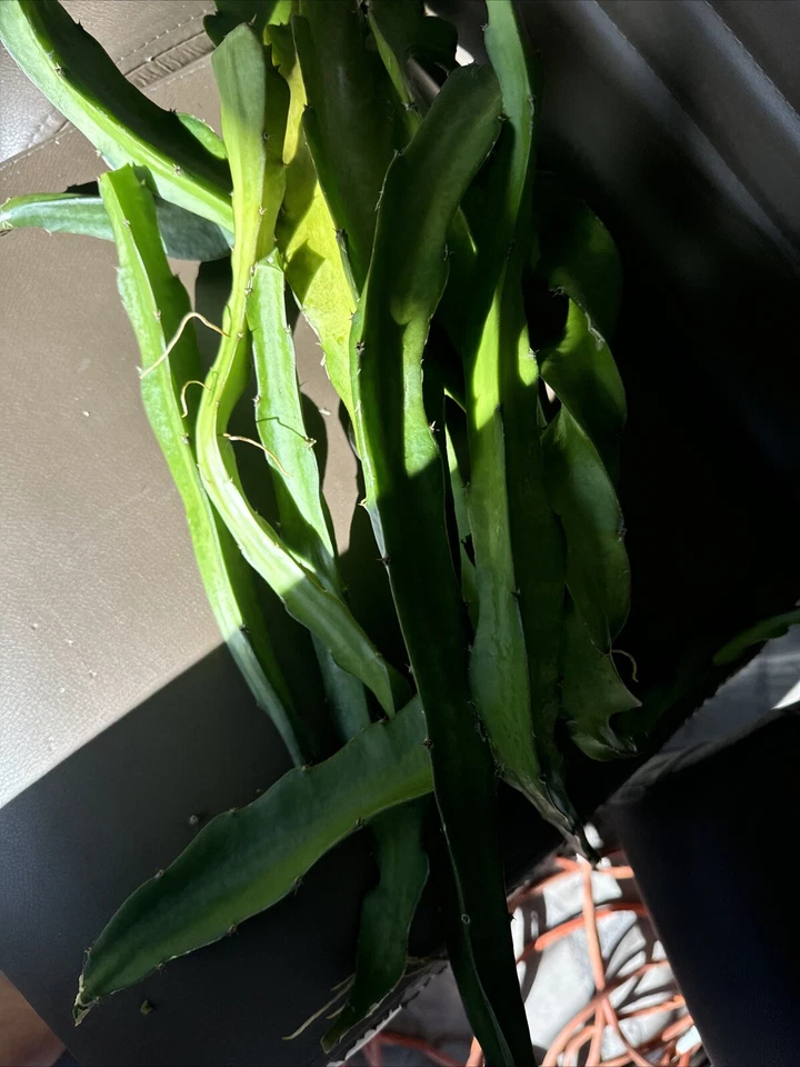 Dragon Fruit Cuttings – 4 Unrooted Cuttings 8–14 Inches, Pitaya Cactus for Propagation and Planting
