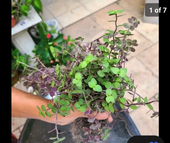 Calisia Repens and Tradescantia Cuttings – 40 Dwarf Bolivian Plants and 20 Wandering Jew Cuttings for Planting