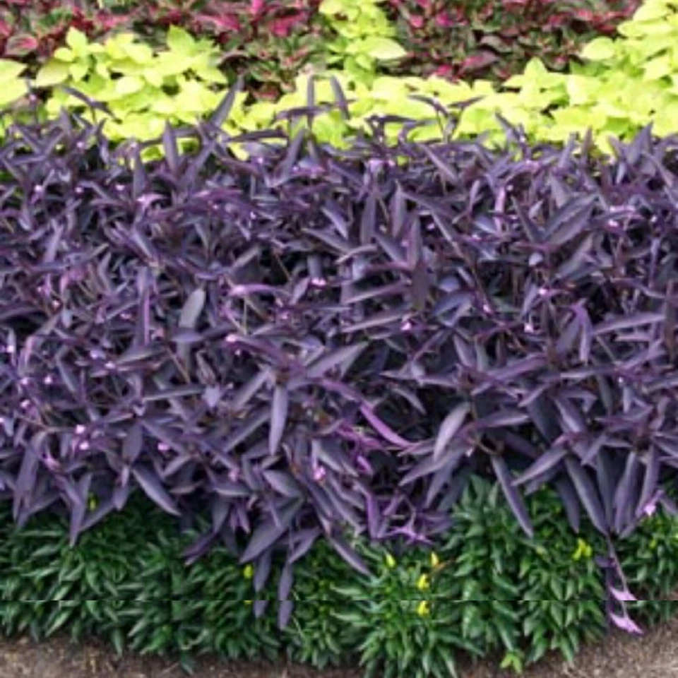 Wandering Jew Cuttings – 10 Purple Tradescantia Zebrina Cuttings, Trailing Perennial Houseplant for Propagation