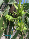 Dragon Fruit Unrooted Cuttings – 7 Live Pitaya Cuttings 8–12 Inch Long for Propagation and Growing