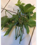 Passion Fruit Vine Cuttings – 10 Live Unrooted Passiflora Edulis Stems, 8 to 10 Inch Climbing Plant for Propagation