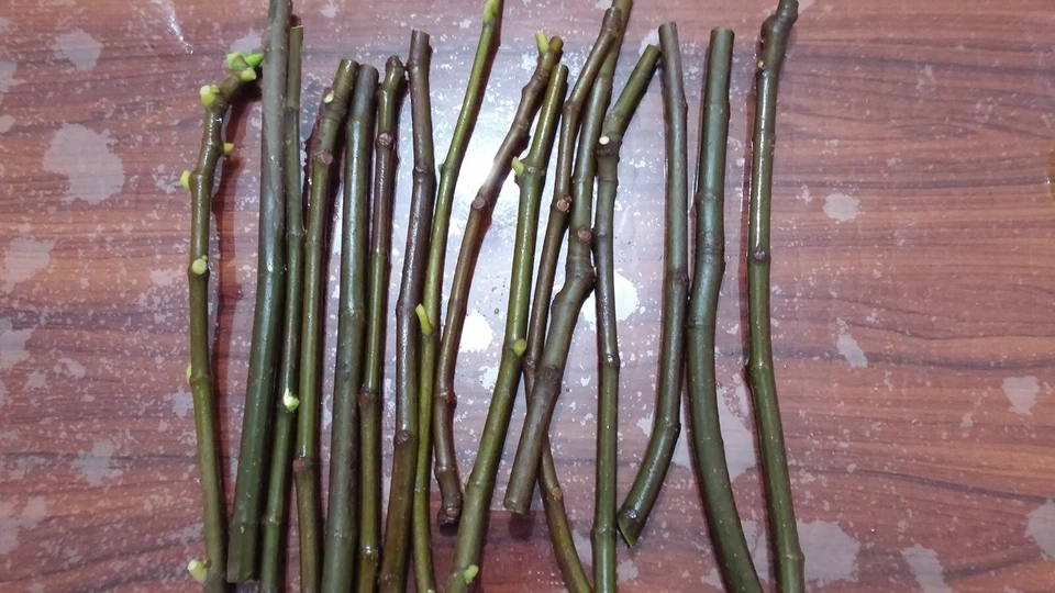Conadria Fig Tree Cuttings – 2 Unrooted Ficus carica Scions with Willow Water Rooting Soak