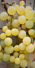 Golden Muscat Grape Cuttings – 4 Live Vitis Vinifera Cuttings with 2–3 Nodes for Grafting or Rooting