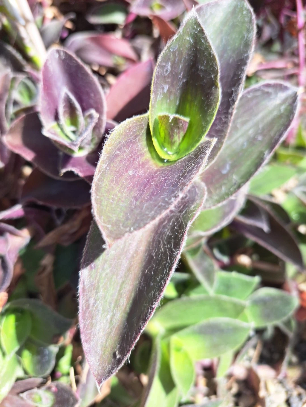 Purple Queen Tradescantia Pallida Succulent Cuttings Set of 10 Fuzzy Purple Heart Plant
