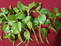 Sun Rose Red Apple Cuttings, 10 Aptenia cordifolia Cuttings 4–6 Inch for Rooting