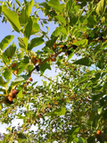 6 Red Mulberry Tree Cuttings Morus Rubra Unrooted 6 to 8 Inch for Propagation Fruit Tree Planting