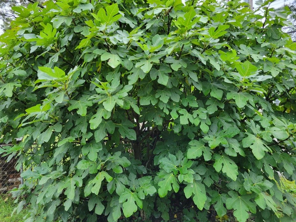 Celeste Fig Tree Cuttings Unrooted, Fruit Fig Variety for Container or Garden Growing Propagation Set of 6