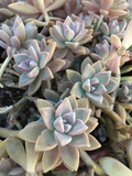 Ghost Plant Succulent Cuttings – 3 Graptopetalum paraguayense Unrooted Cuttings, Trailing Rosette Succulent