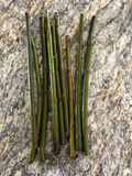 Austree Hybrid Willow Cuttings – 100 Unrooted Salix Cuttings for Rooting, Fast Growing Shade Tree