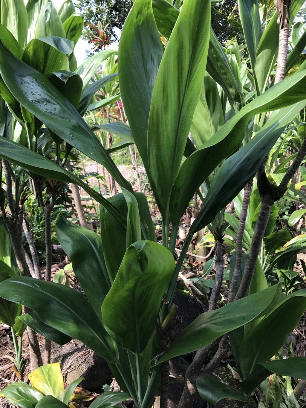 Hawaiian Green Ti Plant Cuttings 6 Inch, Cordyline fruticosa Starter Logs for Propagation Set of 50