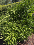 Owari Satsuma Mandarin Cuttings – 6 Unrooted Citrus Unshiu Cuttings, Cold-Tolerant Satsuma Orange Tree for Propagation