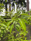 Yuzu Citrus Tree Cuttings Unrooted, Citrus Junos Cold Hardy Citrus Scions for Propagation Set of 4