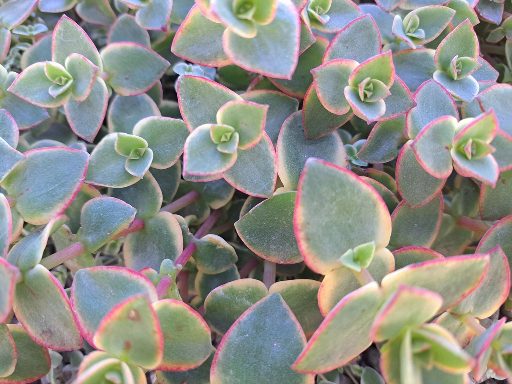 Crassula Calico Kitten Succulent Cuttings – 10 Variegated Marginalis Rubra Cuttings, Pink Green Trailing Plant