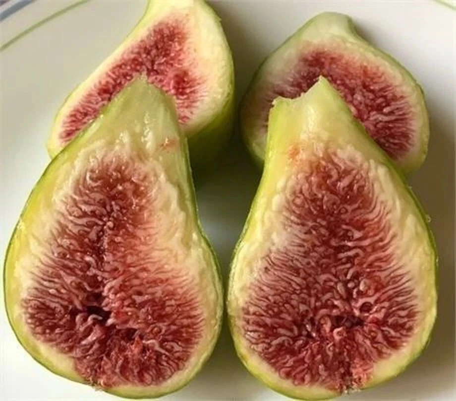 3 Dalmatie / Stella Fig Tree Cutting with 3 Nodes, Hardy Fig Cutting for Rooting and Propagation