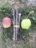 Apple Tree Cuttings Set of 3 Fresh Organic Unrooted Live Branches for Grafting or Propagation