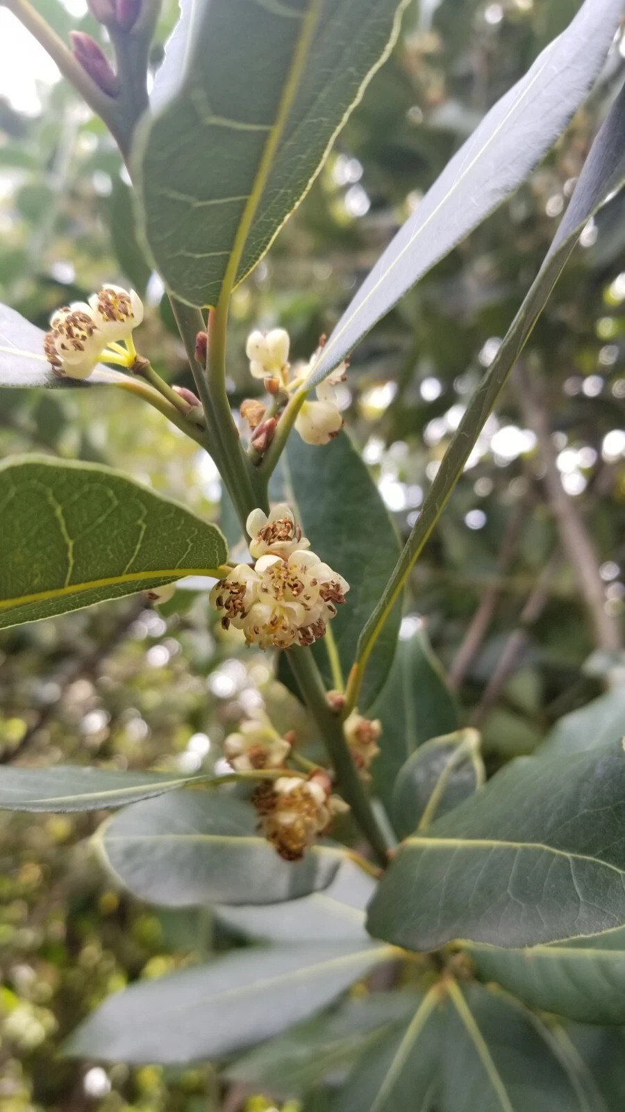 Bay Laurel Tree Cuttings – 5 Fresh Laurus Nobilis Stem Cuttings for Propagation and Planting