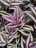 Tradescantia Zebrina Plant Cuttings – 5 Organic Wandering Jew Cuttings, Purple Green Trailing Houseplant