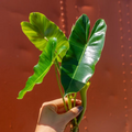 Burle Marx Philodendron Cutting with Air Roots and Multiple Nodes Indoor Outdoor Plant
