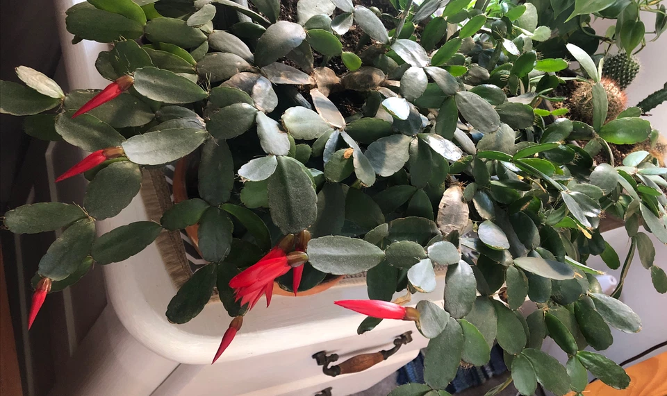 Easter Cactus Cuttings – 3 Live Unrooted Rhipsalidopsis Gaertneri 2-Segment Clippings for Propagation