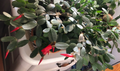 Easter Cactus Cuttings – 3 Live Unrooted Rhipsalidopsis Gaertneri 2-Segment Clippings for Propagation