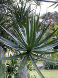 Hawaii Grown Dracaena Marginata Cuttings – 3 Live Madagascar Dragon Tree Cuttings, Indoor Foliage Plant
