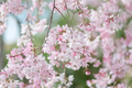 Japanese Flowering Cherry Unrooted Cuttings – 12 Prunus serrulata Cultivar Scions for Rooting Propagation