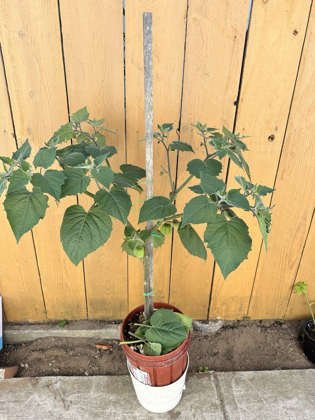 Golden Berry Cape Gooseberry Cuttings 4 Inch Live Plants, Physalis peruviana Fruit Plant Cuttings Set of 6
