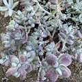 Cotyledon Orbiculata Lady Fingers Succulent Cuttings 4 Inch Purple Leaf Live Plant for Propagation