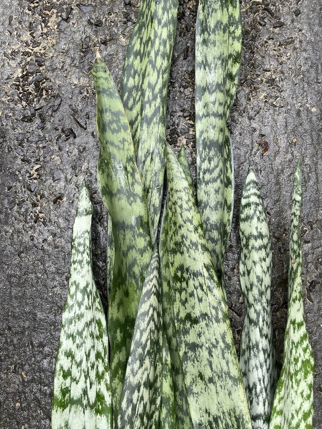 Sansevieria Snake Plant Leaf Cuttings – 9 Live Unrooted Starter Leaves, Dracaena Trifasciata Houseplant
