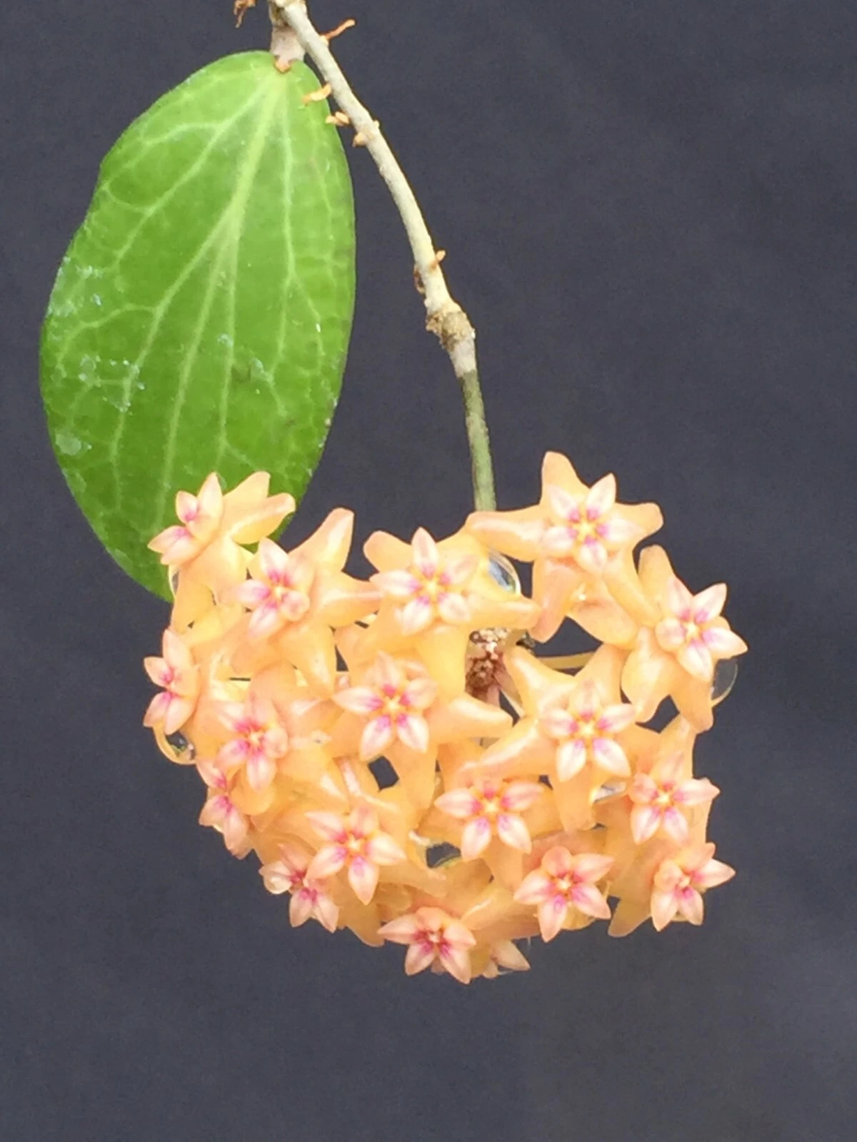 Hoya fitchii Rooted Live Plant in 2.5 Inch Pot, Wax Plant Houseplant with Decorative Foliage